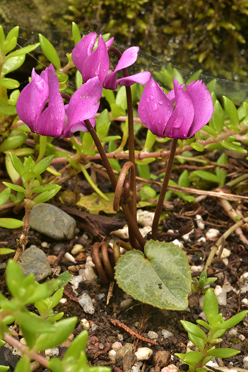 Cyclamen purpurascens.