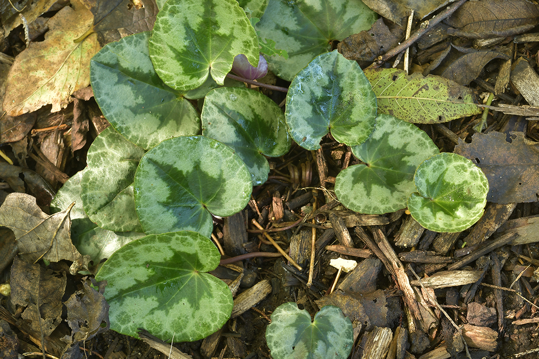 Cyclamen purpurascens in September.