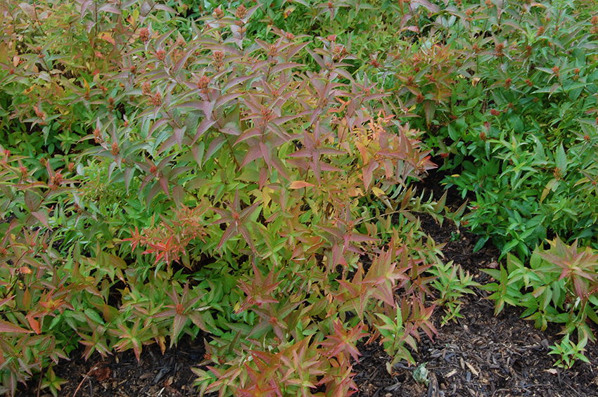Diervilla sessilifolia 'Butterfly' fall color.