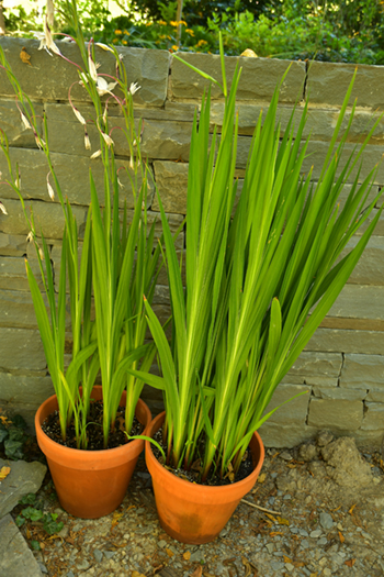 Gladiolus murielae corms in pot.