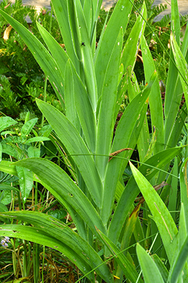 Iris domestics foliage.