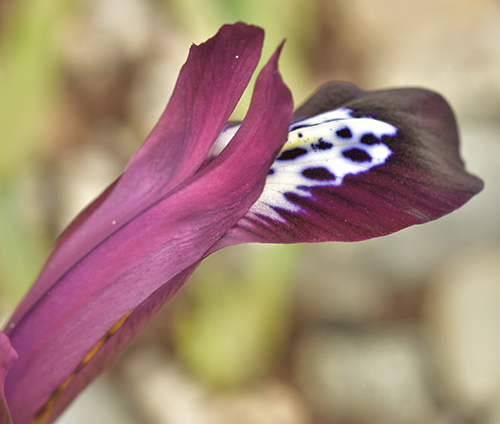 Iris reticulata.