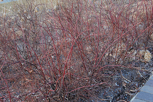 Color of stems in Winter.