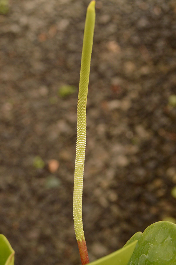 Peperomia obtusifolia flower..