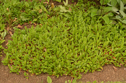 Persicaria affinis.