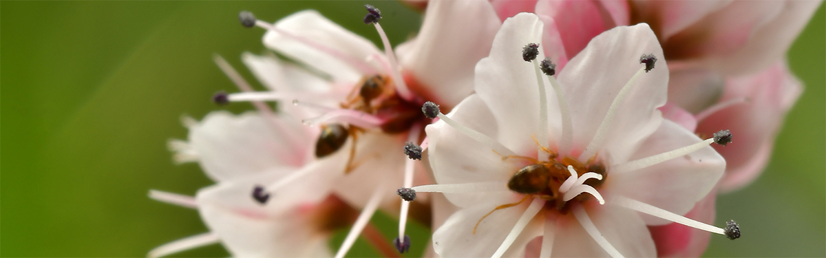 Persicaria affinis flower