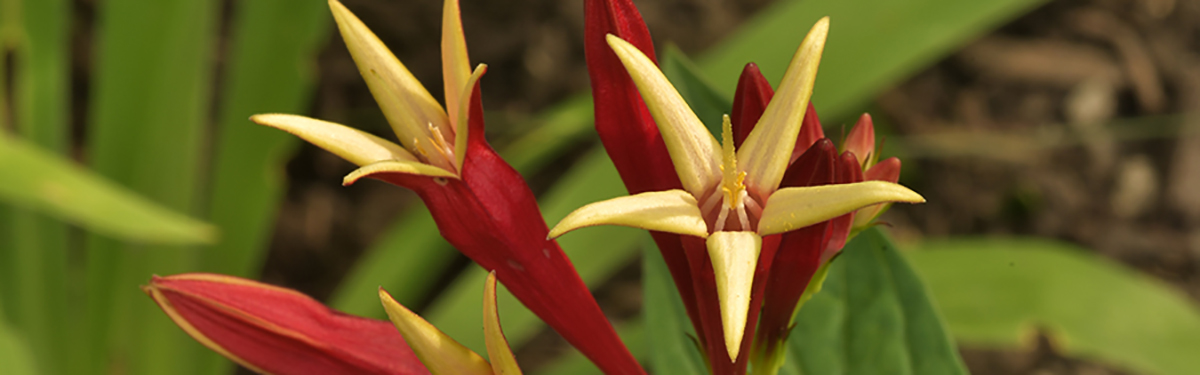 Spigelia marilandica flower