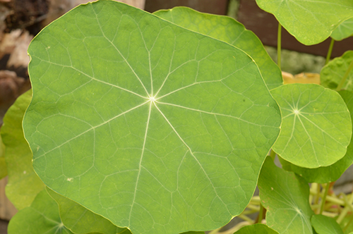 Tropaeolum majus leaf.