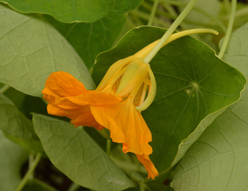 Tropaeolum majus - back of orange flower.
