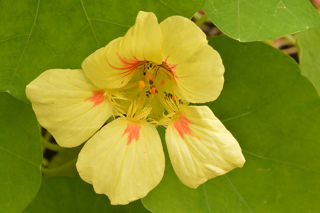 Tropaeolum majus - yellow flower.