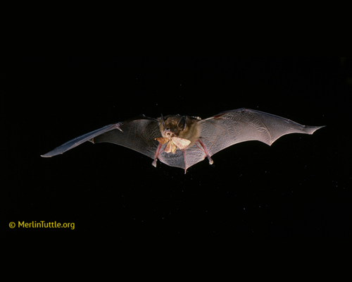 Photo: Bat eating moth; photo credit: Merlin Tuttle.