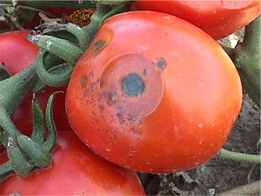 FS547: Diagnosing and Controlling Fungal Diseases of Tomato in the Home