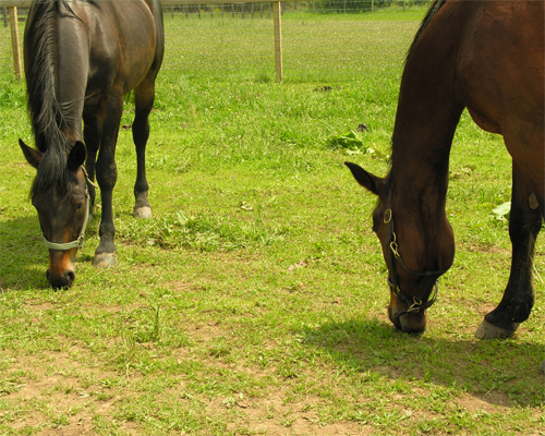 Photo: Horses eating overgrazed pasture.