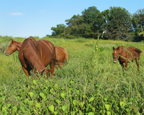 Photo: Horses in a field with greens - pasture management.