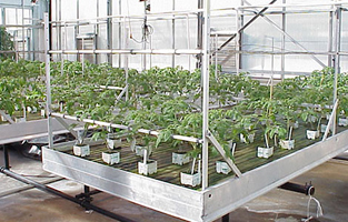 Research Greenhouse