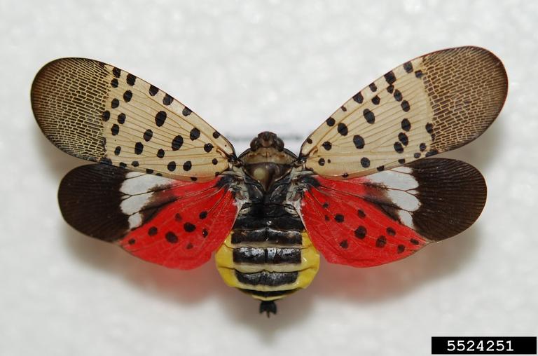 Spotted Lanternfly (Rutgers NJAES)