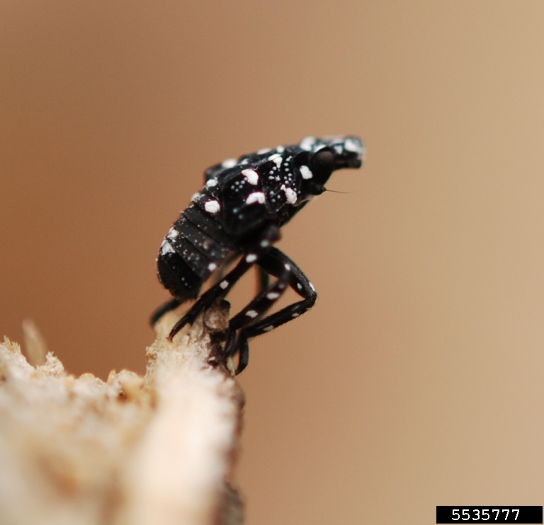 Spotted Lanternfly Rutgers NJAES 