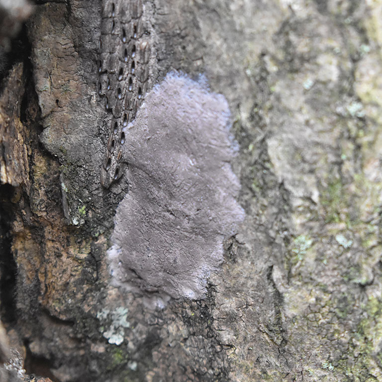 Spotted Lanternfly FAQ Rutgers NJAES 