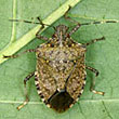 Photo: Adult Female Brown Marmorated Stink Bug.