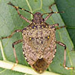 Photo: Adult Male Brown Marmorated Stink Bug.