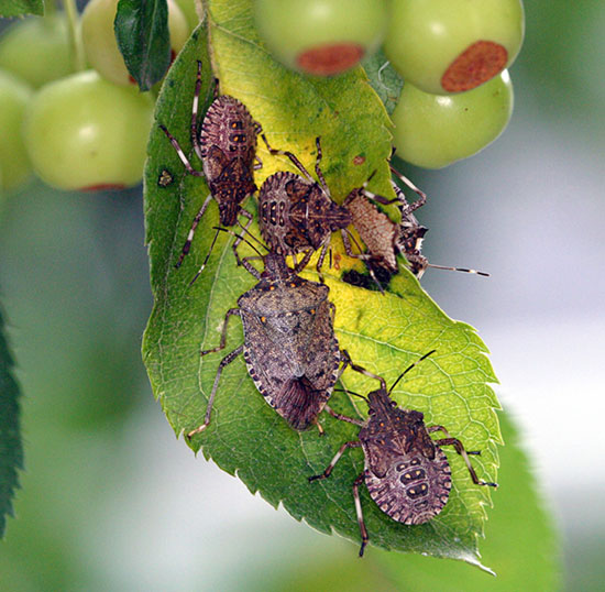 Photo of an Aggregation on Crab Apple Leaf.