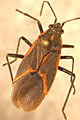 Photo of a Boxelder Bug.