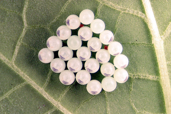 Eggs of the Brown Marmorated Stink Bug.