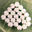 Photo: Eggs of the Brown Marmorated Stink Bug.