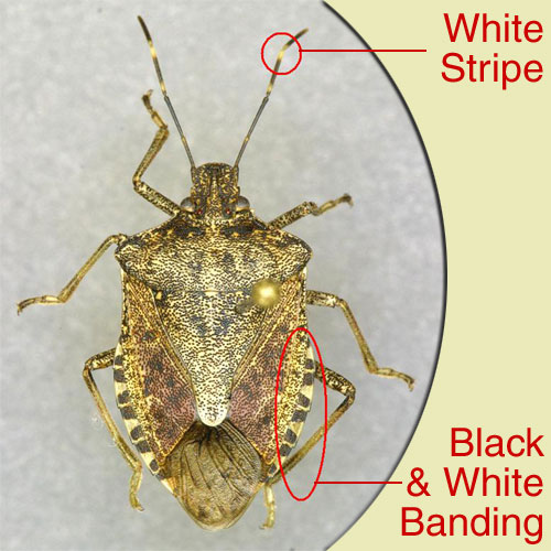 Photo of an adult Brown Marmorated Stink Bug with white stripe on antennae and black and white banding on abdomen highlighted.