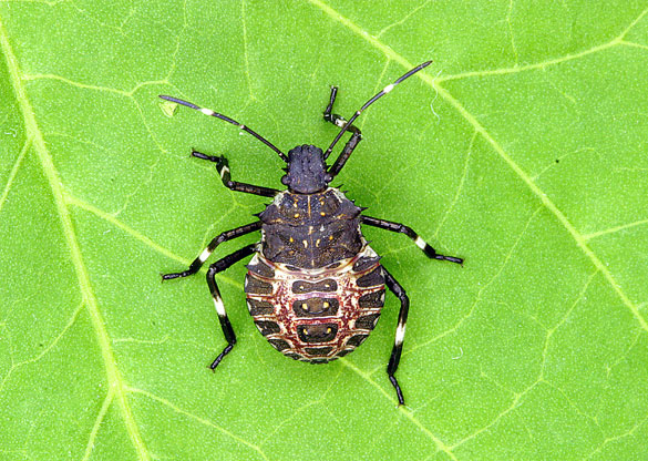 Photo of a fourth instar Brown Marmorated Stink Bug.