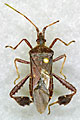 Photo of a Western Conifer Seed Bug.
