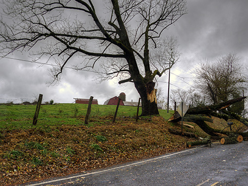 Photo: tree down in road.