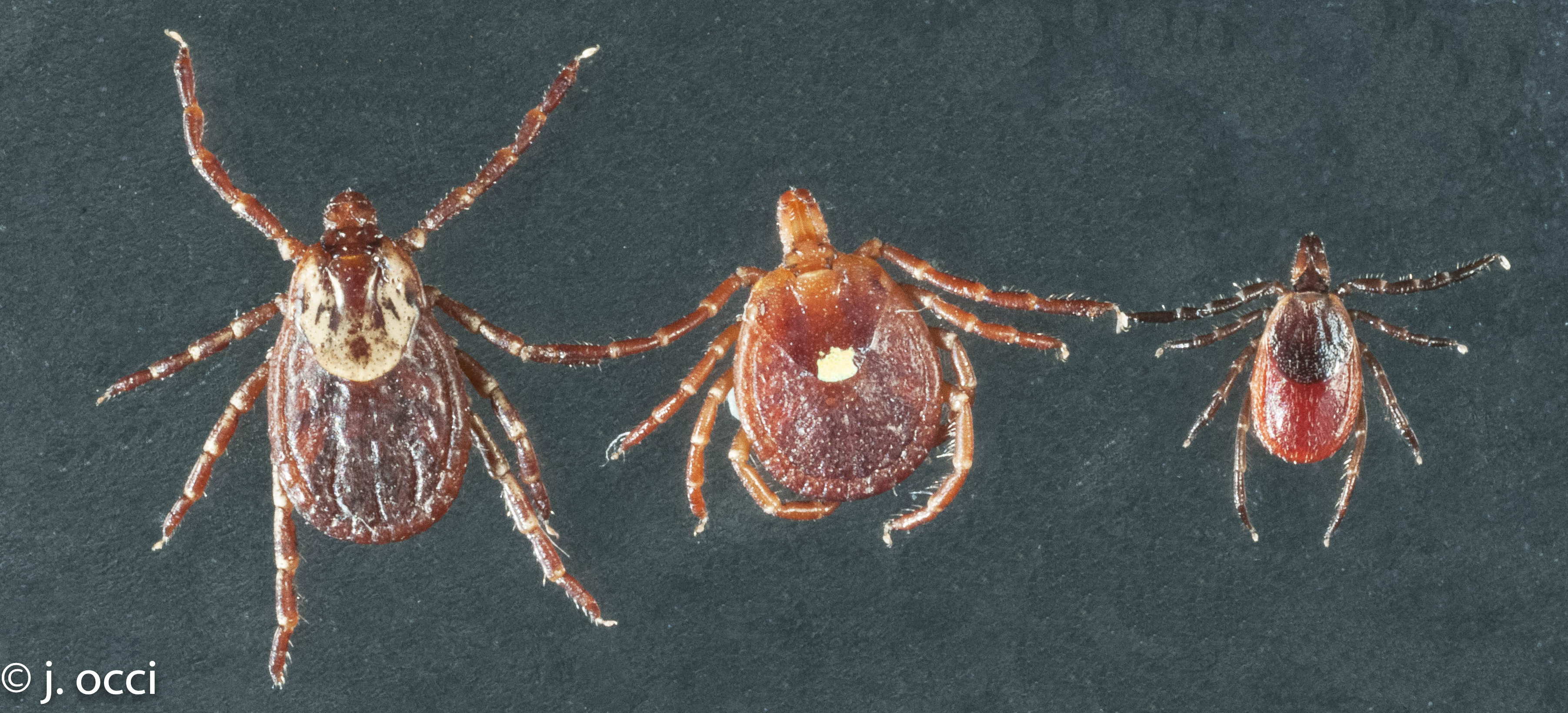 Three species of ticks.