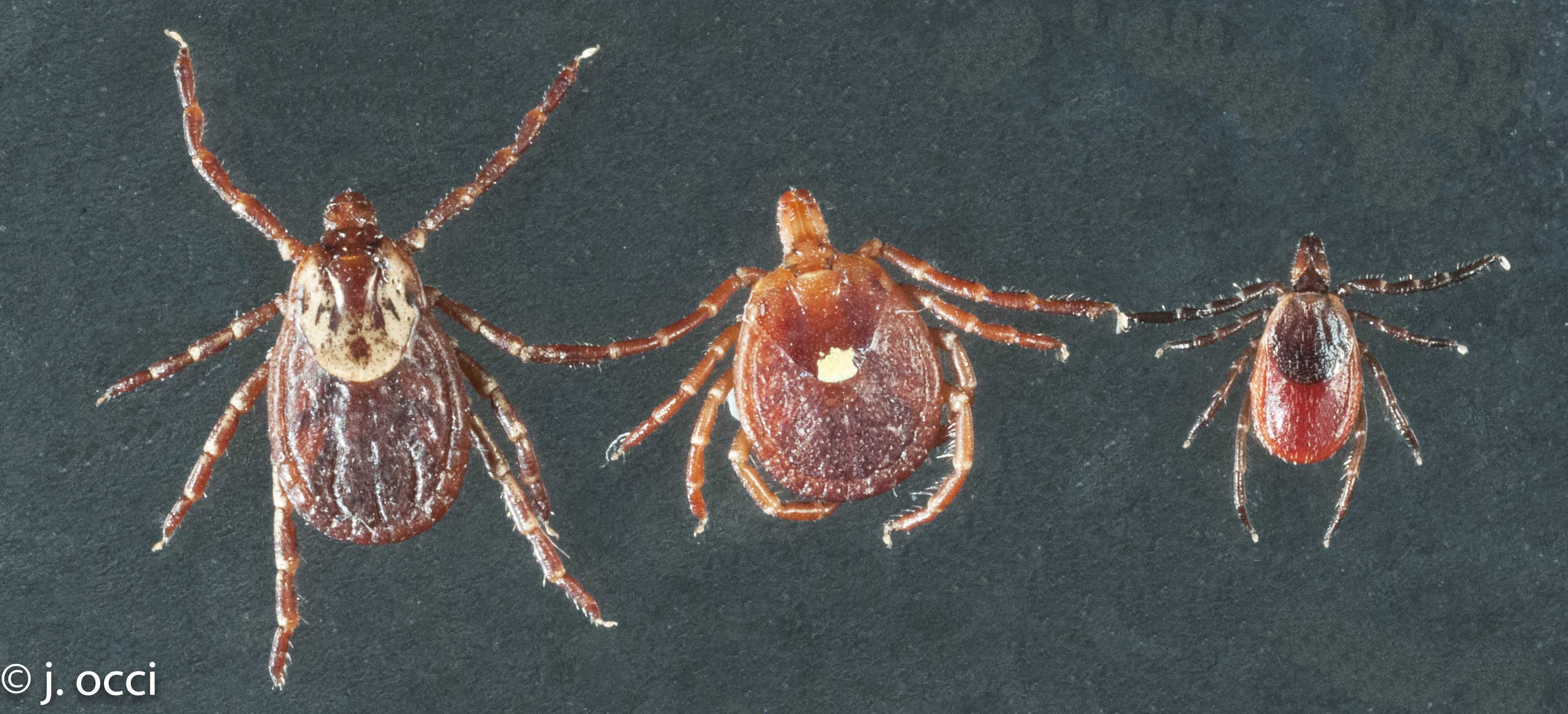 tick identification lonestar deer tick dog