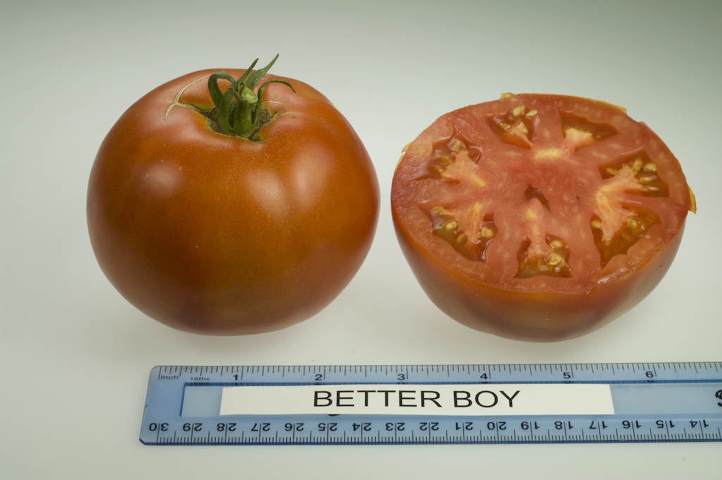 Tomato - Jet Star F1 Seeds