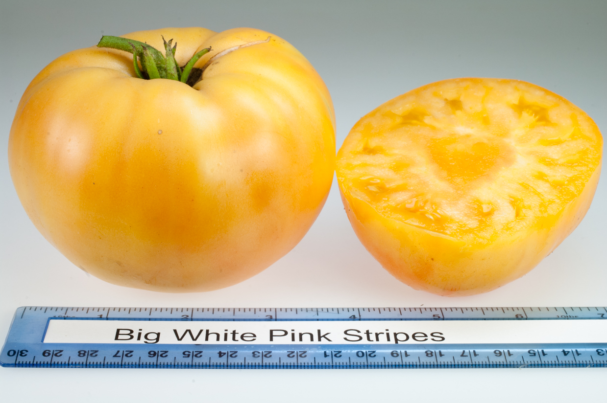 Photo: Big White Pink Stripes.