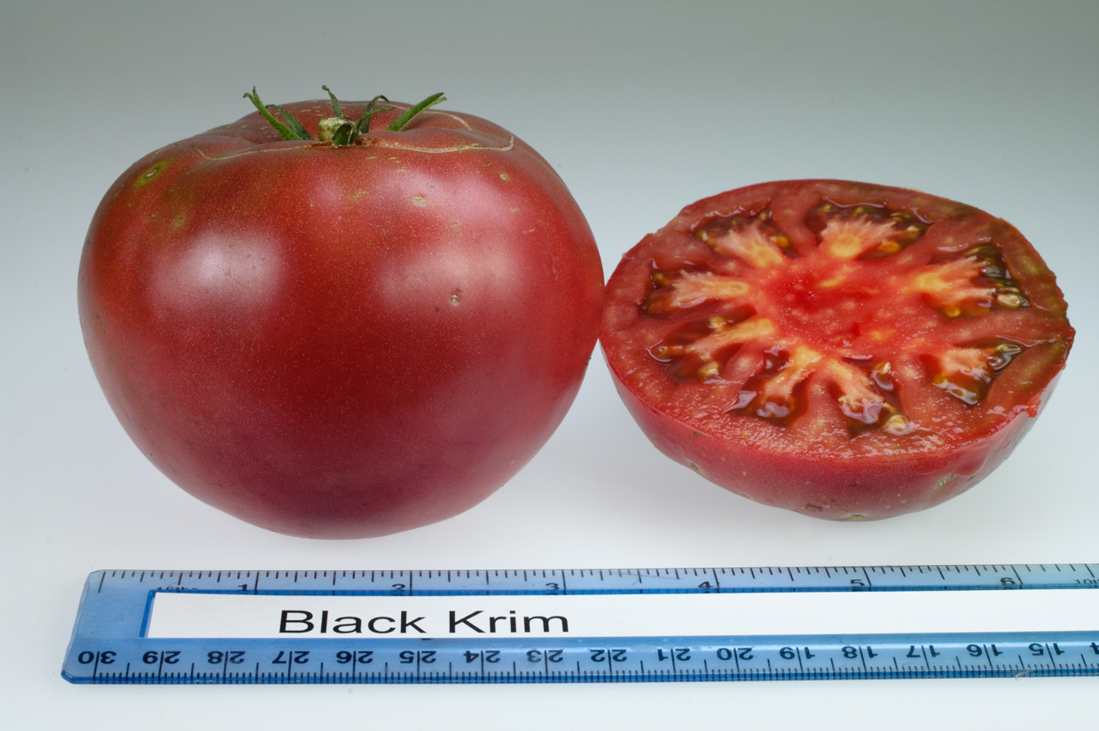 50 Organic American Blue Tomato Seeds Black Tomato Tomate Samen