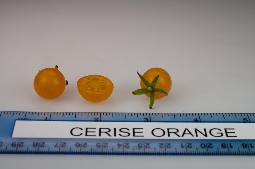 Photo: Cerise Orange.