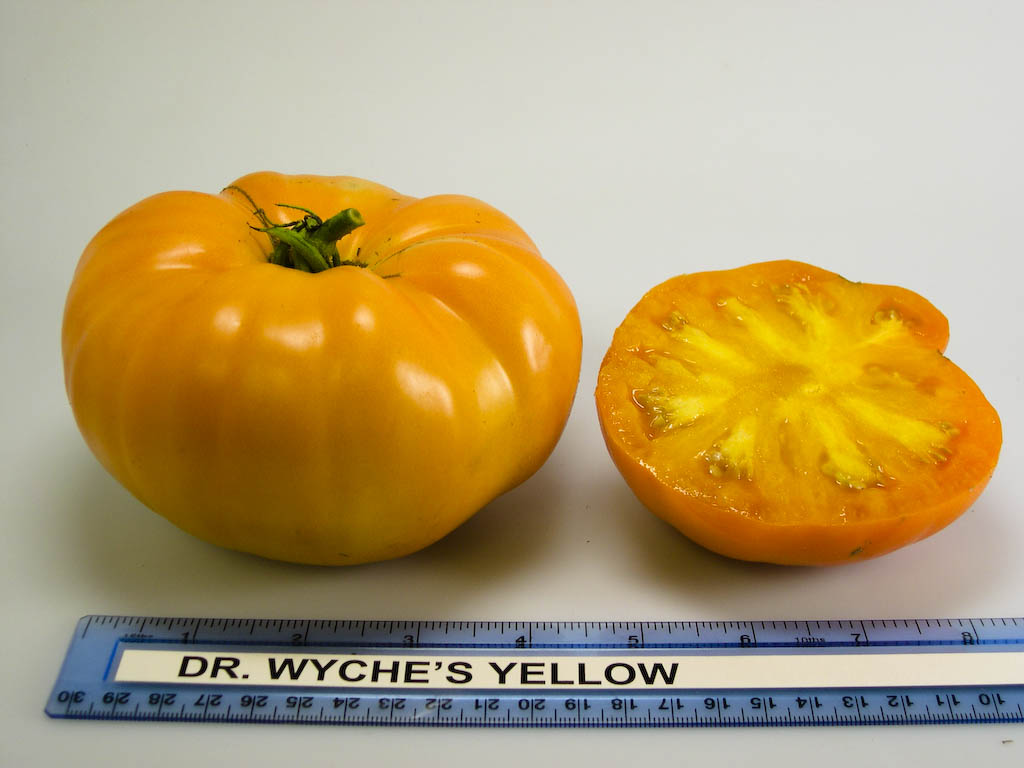 Photo: Dr. Wyche's Yellow.