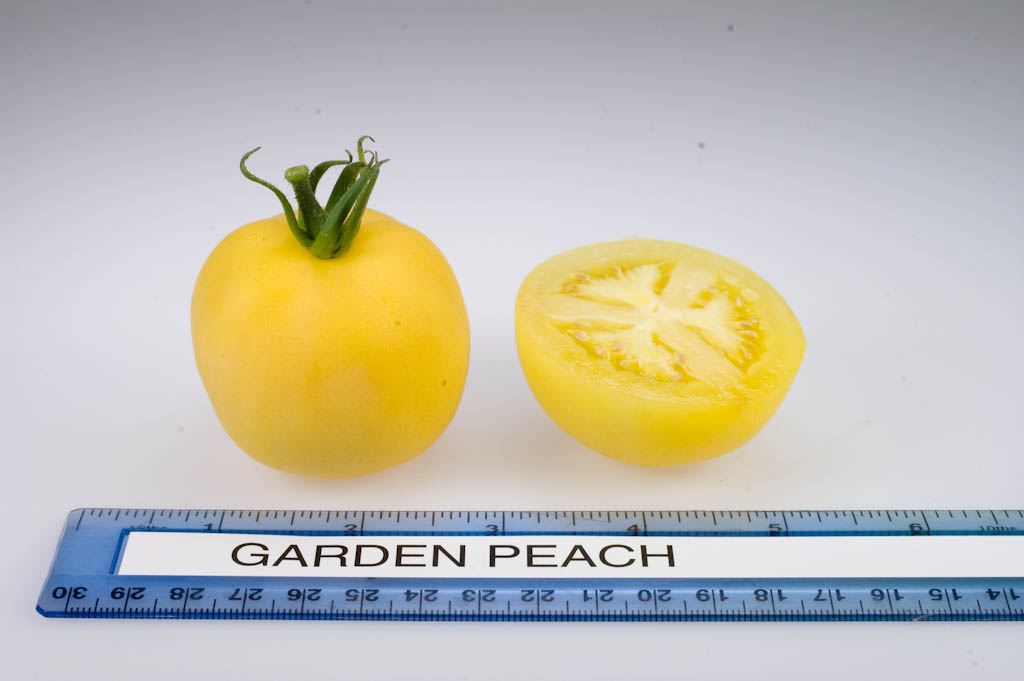 Photo: Garden Peach.