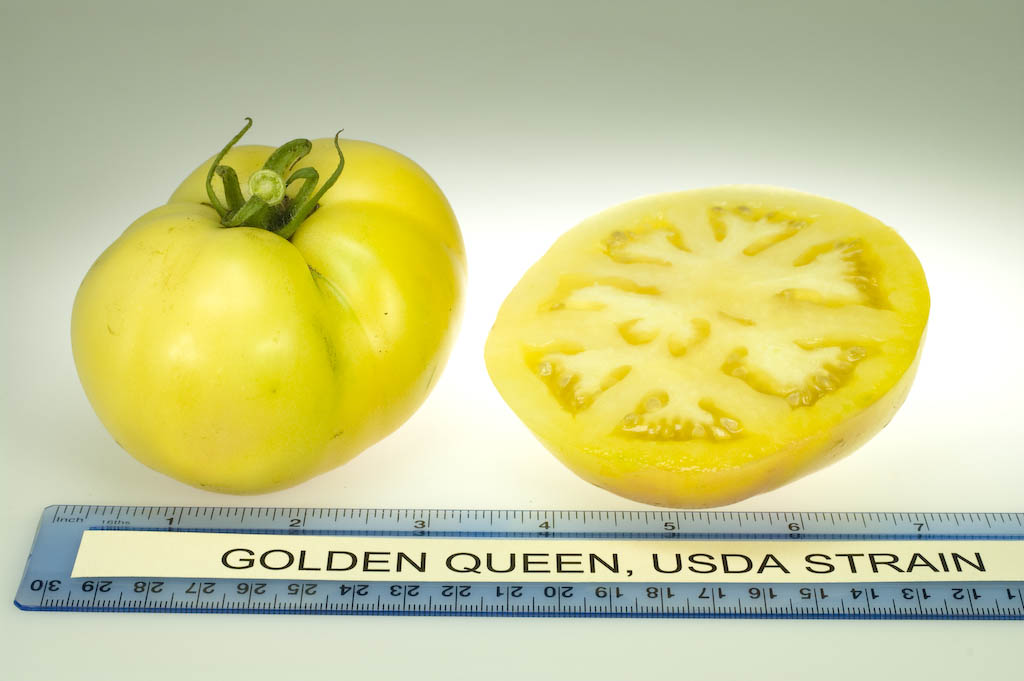 Photo: Golden Queen, USDA Strain.