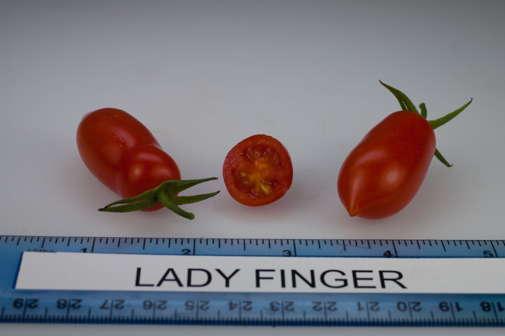 Photo: Lady Finger.