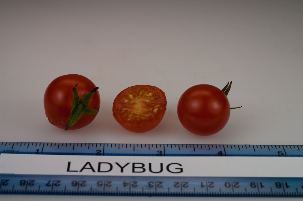 Photo: Ladybug.