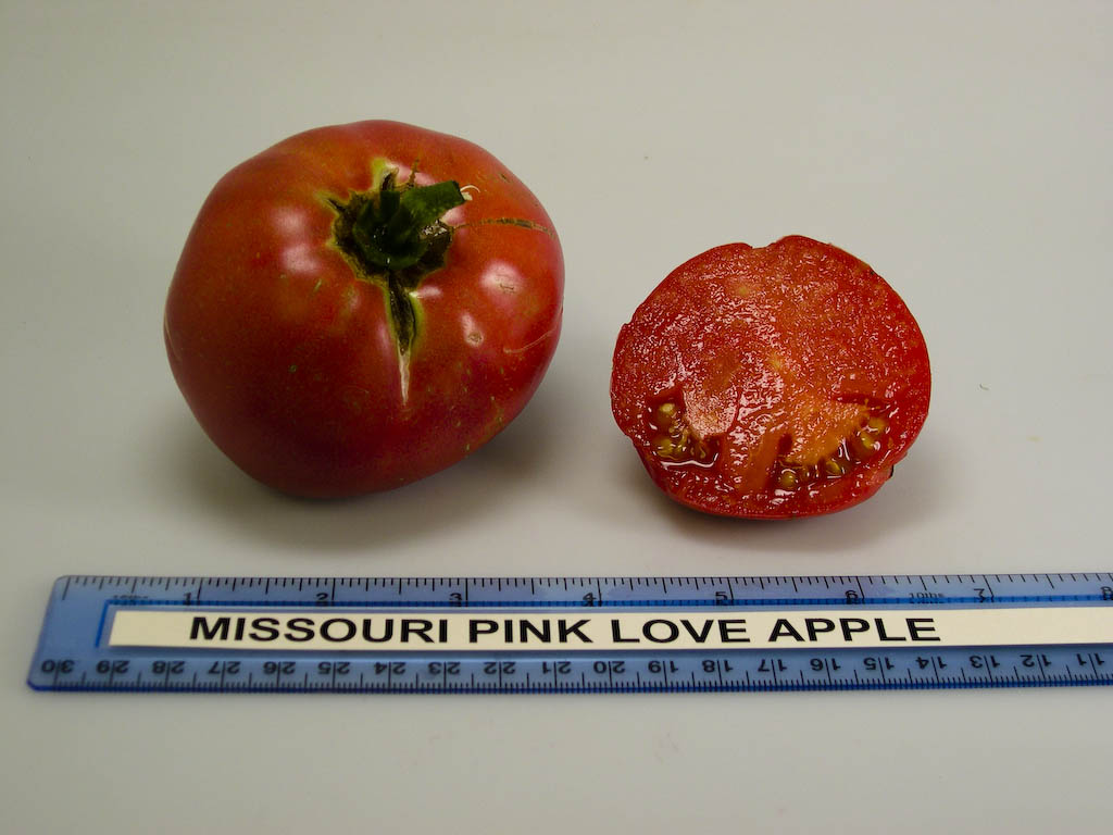 Photo: Missouri Pink Love Apple.
