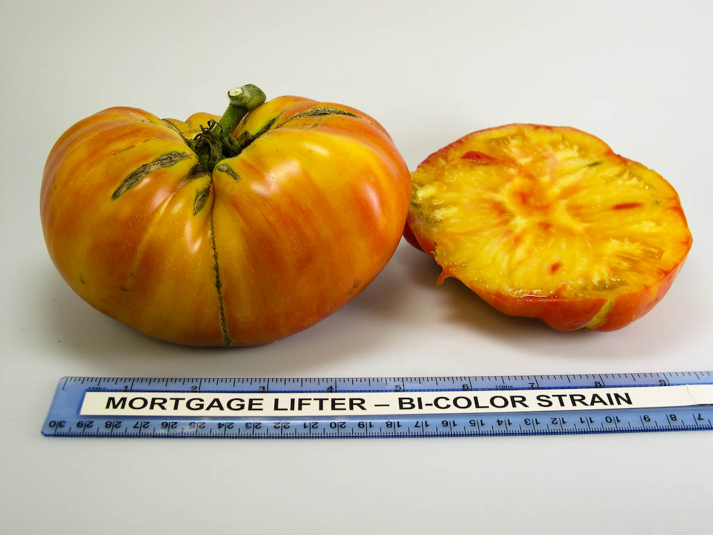 Photo: Mortgage Lifter, bi-color strain.