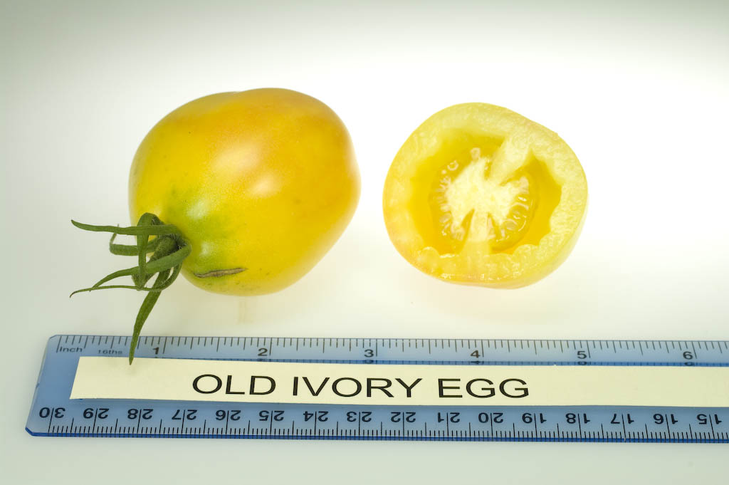 Photo: Old Ivory Egg.