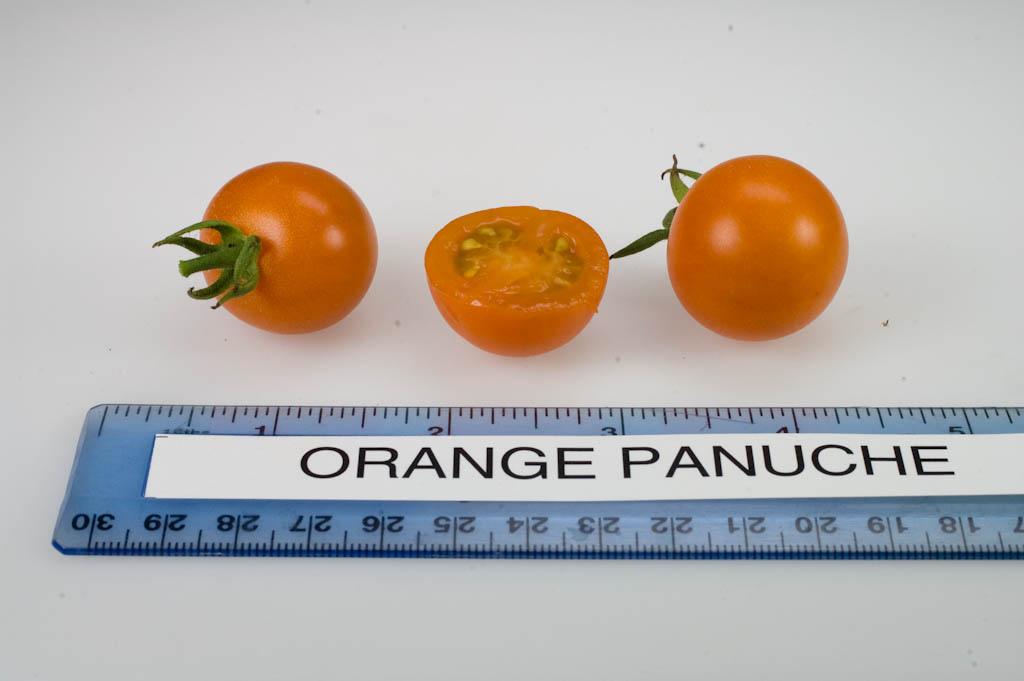 Photo: Orange Panuche.