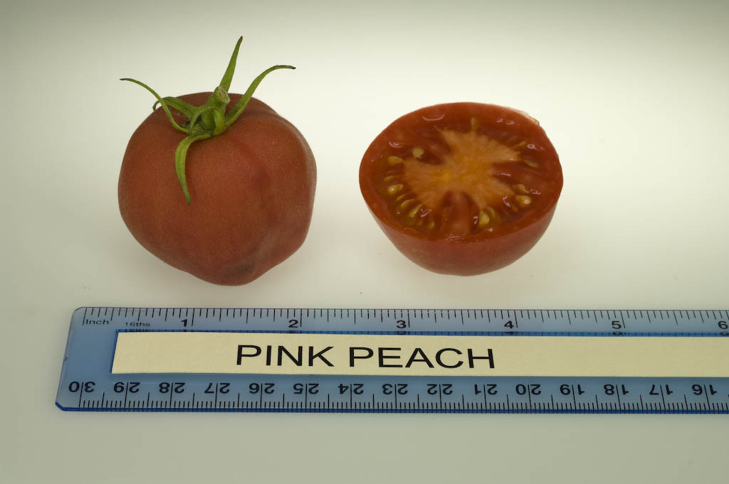 Pink Peach (Rutgers NJAES)