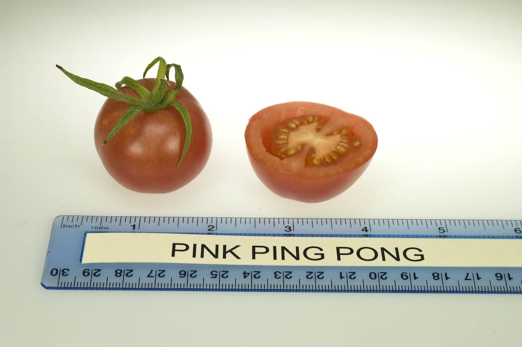 Photo: Pink Ping Pong.