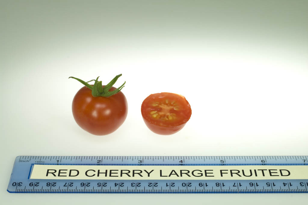 Photo: Red Cherry Large Fruited.